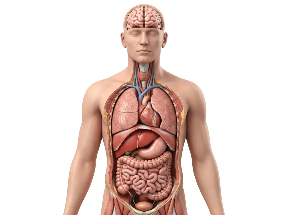 Anatomical reference illustration. The accompanying location and function describe the selected structure.