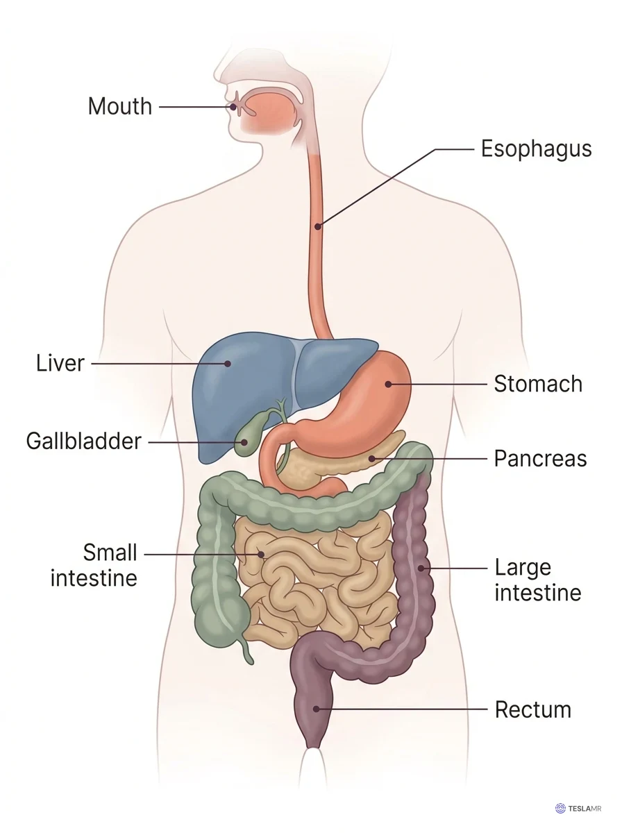 Front view of the digestive system with the mouth, esophagus, liver, stomach, gallbladder, pancreas, small intestine, large intestine, and rectum labeled.