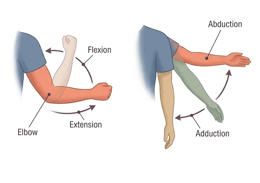 Two panels: an elbow bending and straightening labeled flexion and extension, and an arm lifting sideways labeled abduction and adduction.