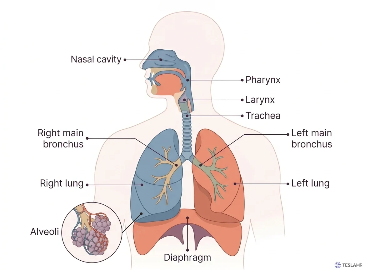 Front view of the respiratory system with the nasal cavity, pharynx, larynx, trachea, right and left main bronchi, right and left lungs, diaphragm, and an inset of alveoli labeled.